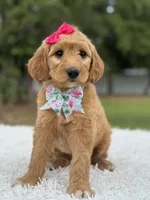 Aurora- F1 mini , a female Goldendoodle for sale in Frostproof, FL – 4 of 10