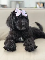 Onyx- F1 Standard , a female Goldendoodle for sale in Frostproof, FL – 7 of 10