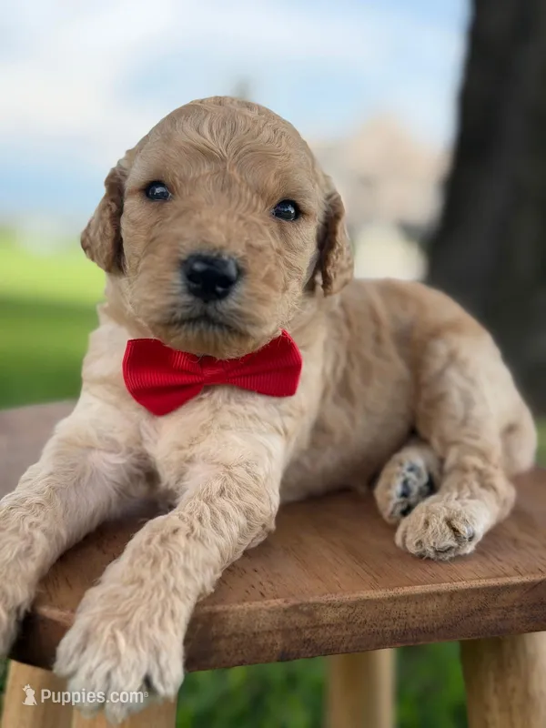 Levi- F1b Medium  – Goldendoodle puppy for sale in Frostproof, FL