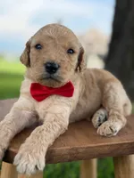 Levi- F1b Medium , a male Goldendoodle for sale in Frostproof, FL – 1 of 10