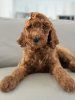 Capri- F1b Standard , a female Goldendoodle for sale in Frostproof, FL – 2 of 10