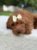 Tiana- F1b Mini , a female Goldendoodle for sale in Frostproof, FL – 7 of 10