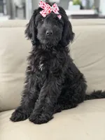 Diamond- F1 Standard, a female Goldendoodle for sale in Frostproof, FL – 9 of 10