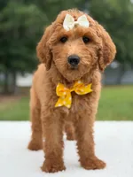 Rosie- F1b Medium , a female Goldendoodle for sale in Frostproof, FL – 8 of 10