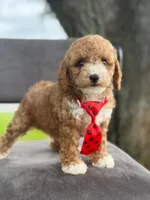 Bentley- F1bb Mini , a male Goldendoodle for sale in Frostproof, FL – 5 of 10