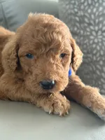 Shiloh- F1b Standard , a male Goldendoodle for sale in Frostproof, FL – 7 of 8