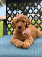 Bubbles- F1b Medium, a female Goldendoodle for sale in Frostproof, FL – 5 of 10