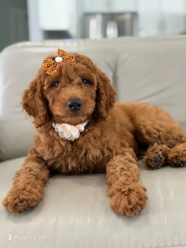 Ellie- F1b Medium – Goldendoodle puppy for sale in Frostproof, FL