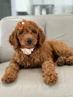 Ellie- F1b Medium, a female Goldendoodle for sale in Frostproof, FL – 1 of 10