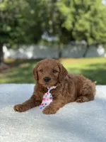 Theo- F1b Mini , a male Goldendoodle for sale in Frostproof, FL – 3 of 10