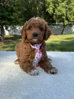 Teddy- F1b Mini , a male Goldendoodle for sale in Frostproof, FL – 10 of 10