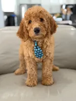 Emmett- F1b Medium , a male Goldendoodle for sale in Frostproof, FL – 2 of 10