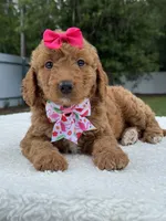 Tilly- F1b Mini , a female Goldendoodle for sale in Frostproof, FL – 10 of 10