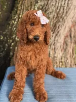 Gabriella-F1b standard , a female Goldendoodle for sale in Frostproof, FL – 7 of 10