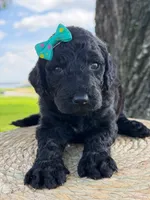 Alora- F1b Standard , a female Goldendoodle for sale in Frostproof, FL – 10 of 10