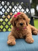 Giggles- F1b Medium , a female Goldendoodle for sale in Frostproof, FL – 4 of 10