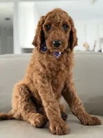 Milan- F1b standard , a male Goldendoodle for sale in Frostproof, FL – 9 of 10