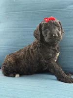 Opal- F1 Standard , a female Goldendoodle for sale in Frostproof, FL – 5 of 10