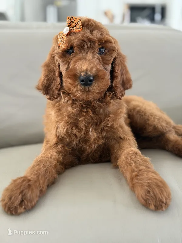 Capri- F1b Standard  – Goldendoodle puppy for sale in Frostproof, FL