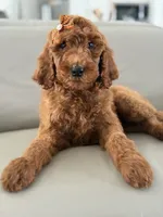 Capri- F1b Standard , a female Goldendoodle for sale in Frostproof, FL – 1 of 10