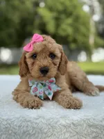 Trinity- F1b Mini , a female Goldendoodle for sale in Frostproof, FL – 5 of 10