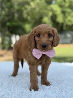 Ace- F1 mini , a male Goldendoodle for sale in Frostproof, FL – 7 of 9