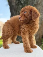 Sabrina- F1b Standard , a female Goldendoodle for sale in Frostproof, FL – 3 of 10