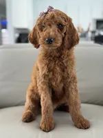 Vienna- F1b standard , a female Goldendoodle for sale in Frostproof, FL – 3 of 10