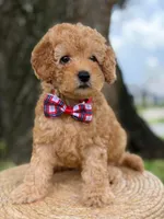 Mario- F1b Toy , a male Goldendoodle for sale in Frostproof, FL – 6 of 10