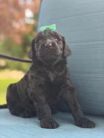 Onyx- F1 Standard , a female Goldendoodle for sale in Frostproof, FL – 10 of 10