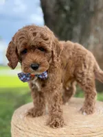 Luigi- F1b Toy, a male Goldendoodle for sale in Frostproof, FL – 3 of 10