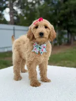 Reese- F1b Medium, a female Goldendoodle for sale in Frostproof, FL – 10 of 10