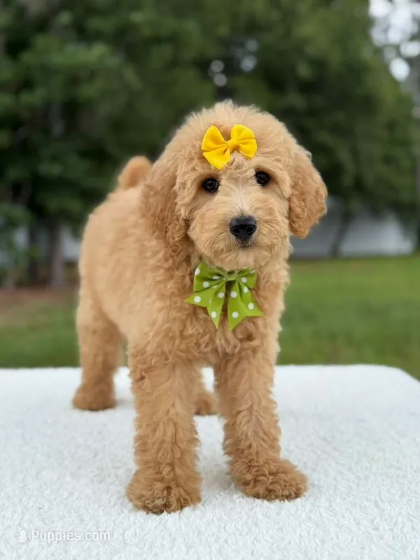River- F1b Medium  – Goldendoodle puppy for sale in Frostproof, FL