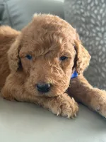 Shiloh- F1b Standard , a male Goldendoodle for sale in Frostproof, FL – 3 of 8