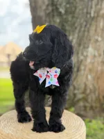 Onyx- F1 Standard , a female Goldendoodle for sale in Frostproof, FL – 9 of 10