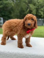Tucker- F1b Mini , a male Goldendoodle for sale in Frostproof, FL – 7 of 10