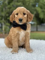 Archer- F1 Mini , a male Goldendoodle for sale in Frostproof, FL – 7 of 10