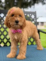 Lennon- F1b Medium , a female Goldendoodle for sale in Frostproof, FL – 6 of 10