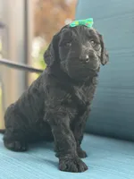 Onyx- F1 Standard , a female Goldendoodle for sale in Frostproof, FL – 3 of 10