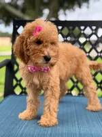 Lennon- F1b Medium , a female Goldendoodle for sale in Frostproof, FL – 5 of 10