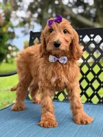 Savannah- F1b Standard , a female Goldendoodle for sale in Frostproof, FL – 10 of 10