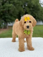 River- F1b Medium , a female Goldendoodle for sale in Frostproof, FL – 7 of 10