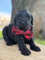 Ames- F1b Standard , a male Goldendoodle for sale in Frostproof, FL – 7 of 10