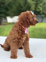 Tiana- F1b Mini , a female Goldendoodle for sale in Frostproof, FL – 5 of 10