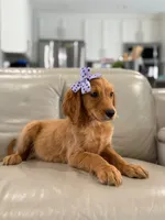 Arabella- F1 Standard 💜, a female Goldendoodle for sale in Frostproof, FL – 4 of 10