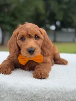 Weston- F1b Medium, a male Goldendoodle for sale in Frostproof, FL – 9 of 10