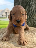 Luca- F1b Medium , a male Goldendoodle for sale in Frostproof, FL – 7 of 10