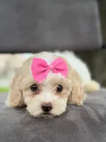 Daisy- F1bb Mini , a female Goldendoodle for sale in Frostproof, FL – 9 of 10