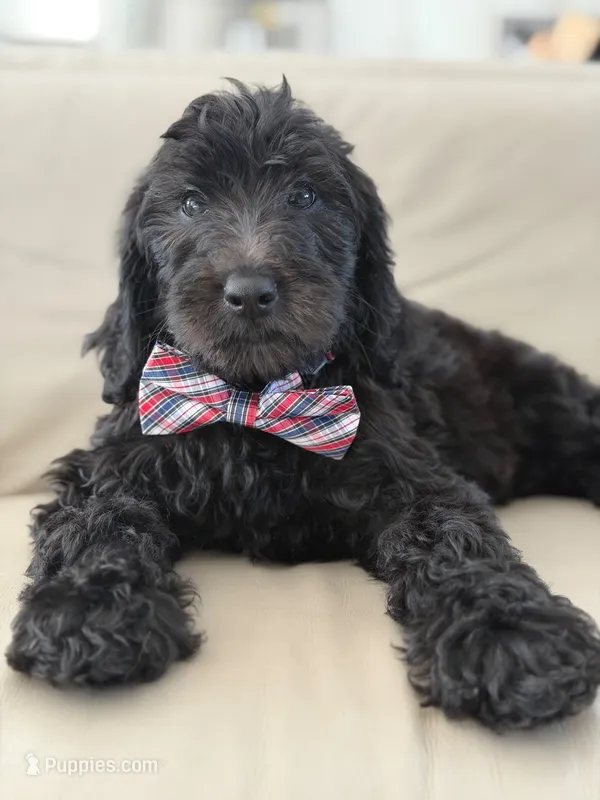 Ames- F1b Standard  – Goldendoodle puppy for sale in Frostproof, FL