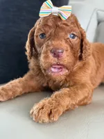 Sabrina- F1b Standard , a female Goldendoodle for sale in Frostproof, FL – 5 of 10